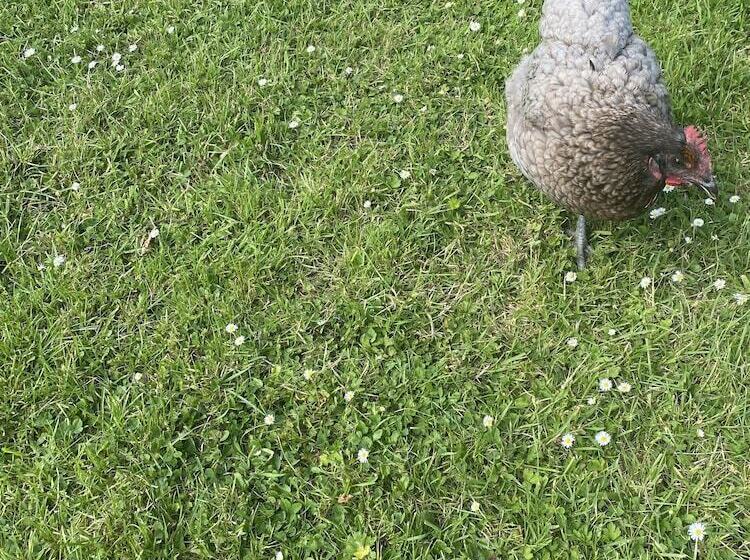 Bed and Breakfast The Penruddocke Arms