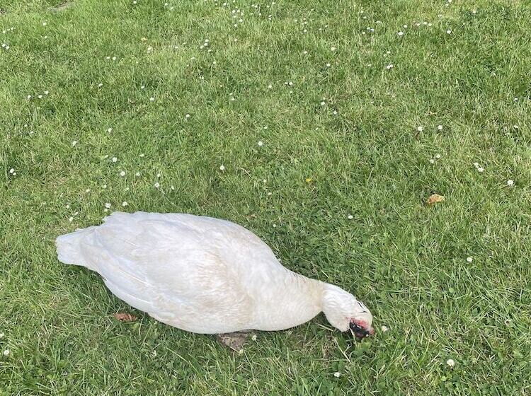Bed and Breakfast The Penruddocke Arms