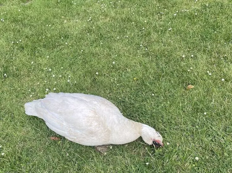 Aamiaismajoitus (B&B) The Penruddocke Arms