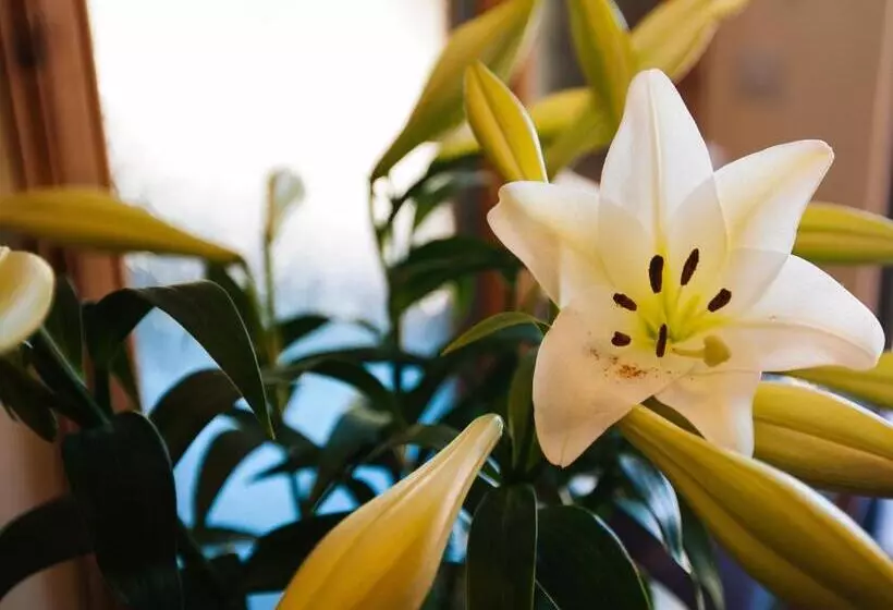 ホテル Shenavallie Farm