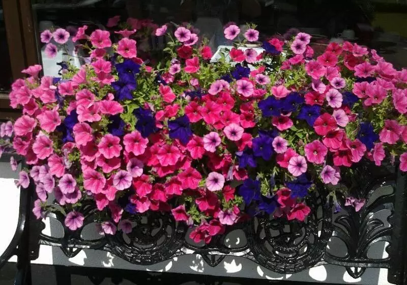 Hotel Mountain View Guesthouse