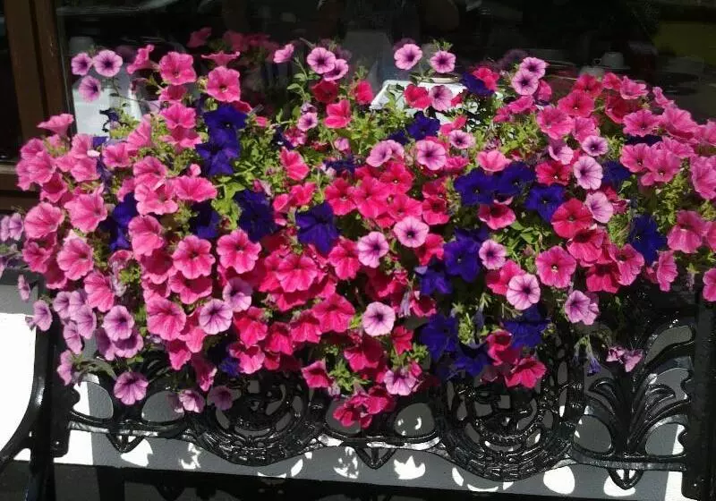 Hotel Mountain View Guesthouse