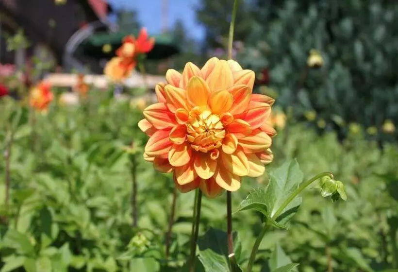 Retkeilymaja Gasthaus Zum Wanderstübel