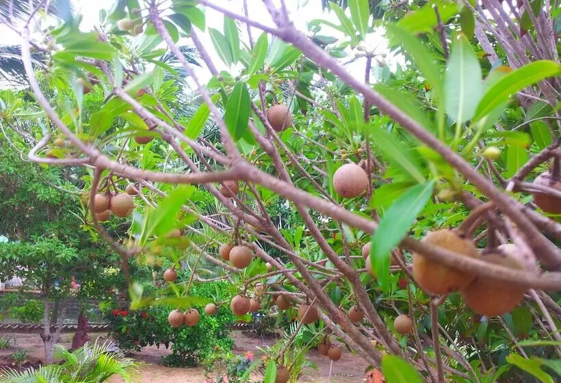 Daaven's Island Resort