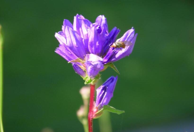 ホテル Les Alpages