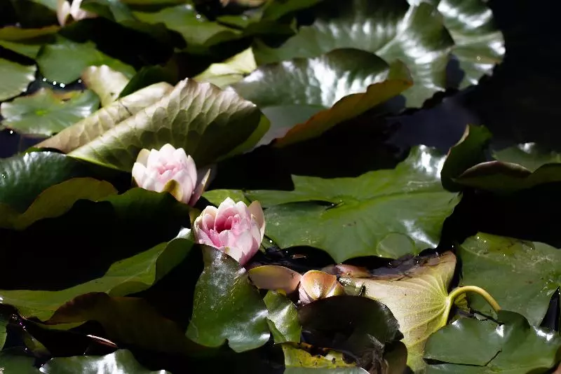 Maaseutuhotelli Chalet Giasenei