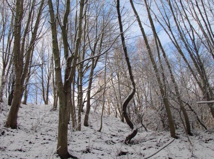 ペンション Willa Wiktoria