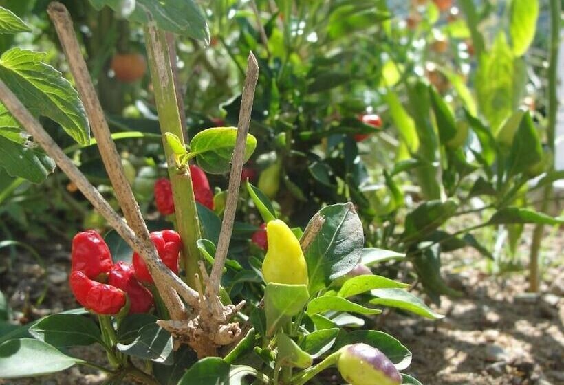 تختخواب و صبحانه Villa Primaluce