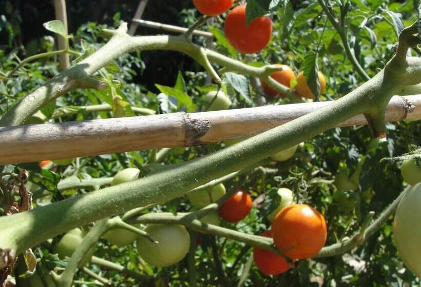 تختخواب و صبحانه Villa Primaluce