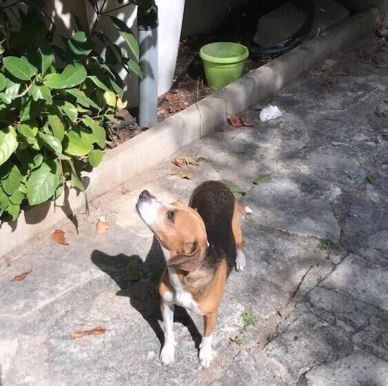 تختخواب و صبحانه Villa Susanna