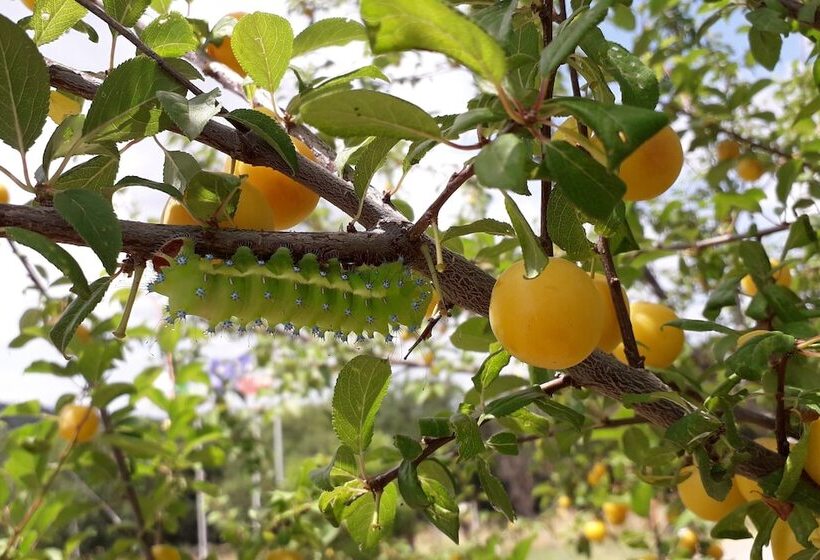 교외 호텔 Agriturismo Alle Rose