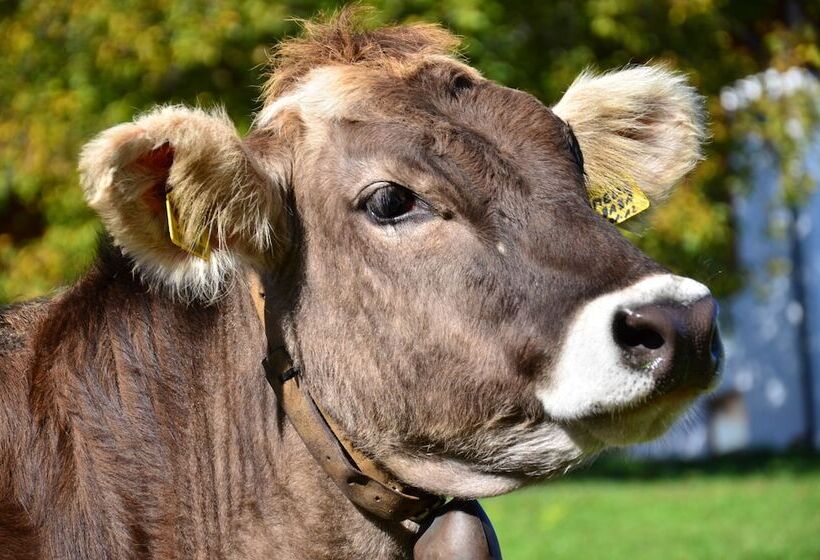 乡村酒店  Agriturismo Gfaderhof Ferienwohnungen