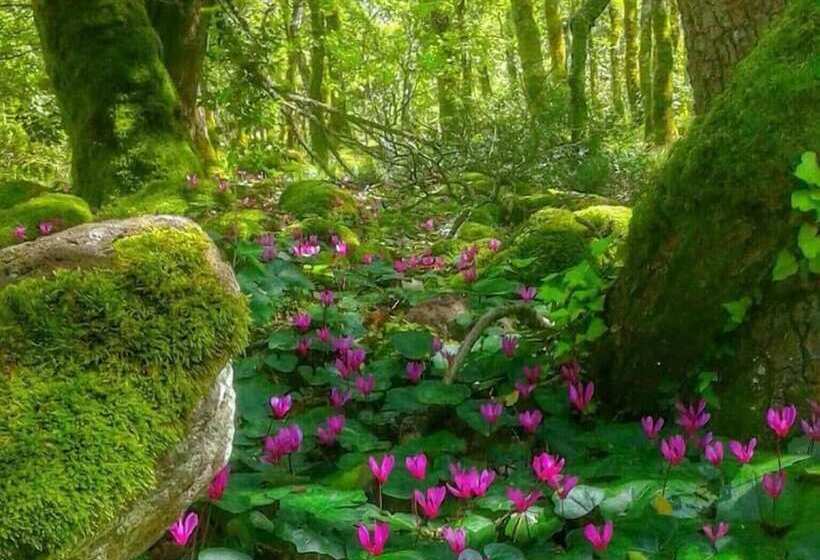 Agrifoglio B&b Con Giardino