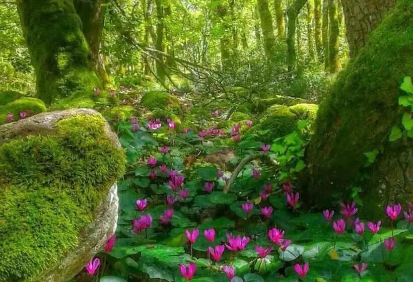 Agrifoglio B&b Con Giardino