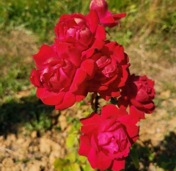 Masseria Le Querciole