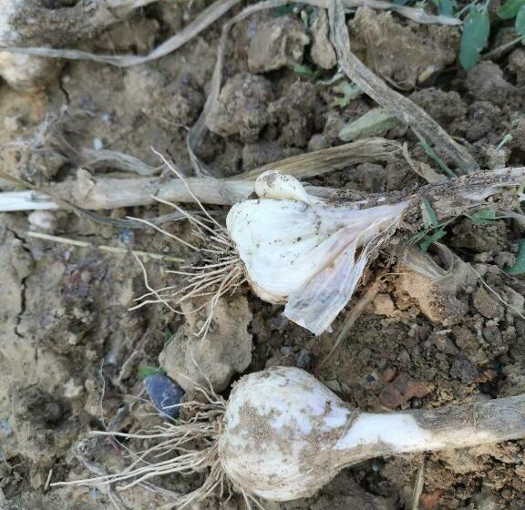 Masseria Le Querciole