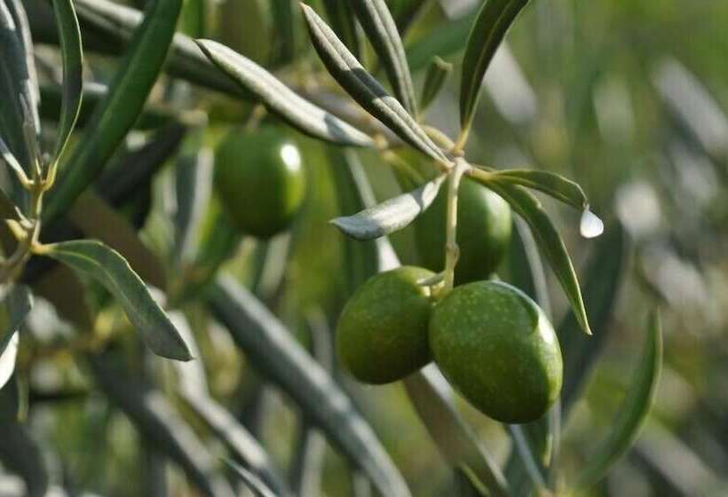 교외 호텔 Agriturismo Santa Caterina