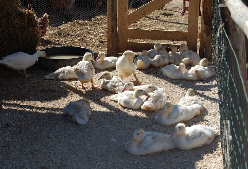 교외 호텔 Agriturismo Santa Caterina