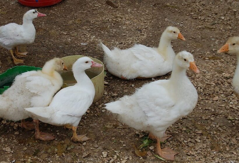 교외 호텔 Agriturismo Santa Caterina