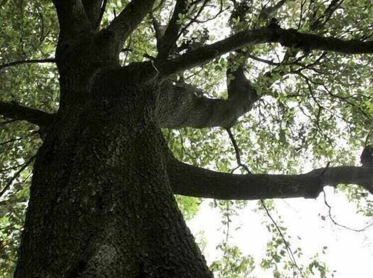 Сельский отель Agriturismo Tisignana