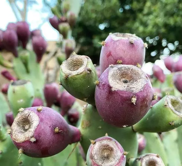 Aamiaismajoitus (B&B) Masseria Borgo Del Gallo