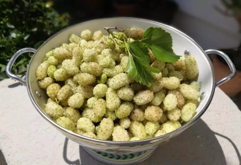 Aamiaismajoitus (B&B) Masseria Borgo Del Gallo