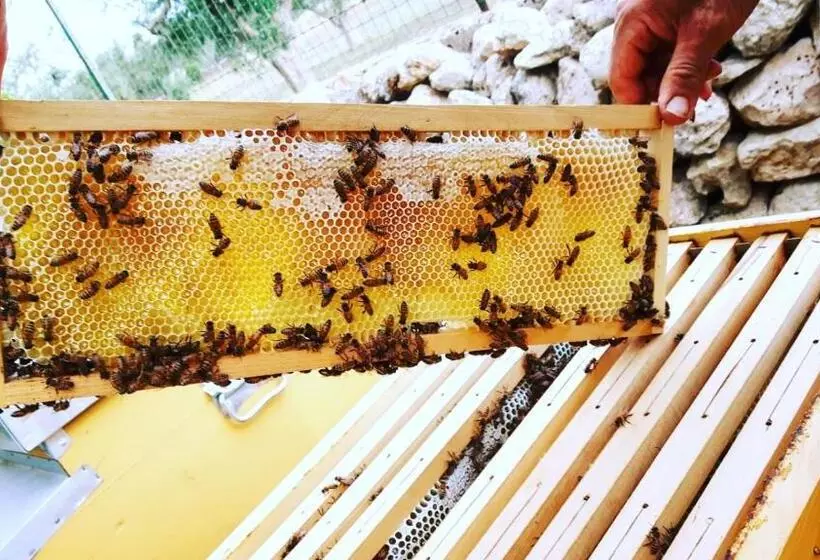 Aamiaismajoitus (B&B) Masseria Borgo Del Gallo