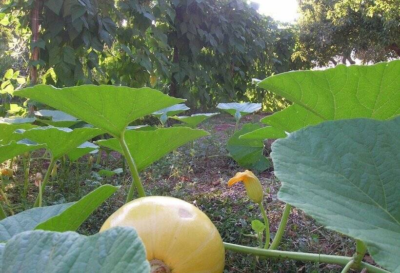 בית מלון כפרי Agriturismo Civarra