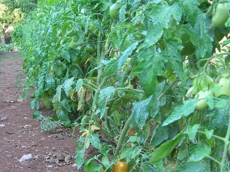 田舎風ホテル Agriturismo Civarra
