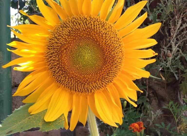 ベッドアンドブレックファースト Villa Isabella