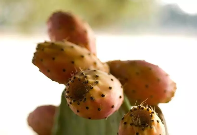 田舎風ホテル Agriturismo Iazzo Scagno