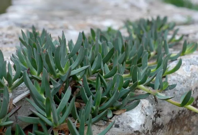 田舎風ホテル Agriturismo Iazzo Scagno