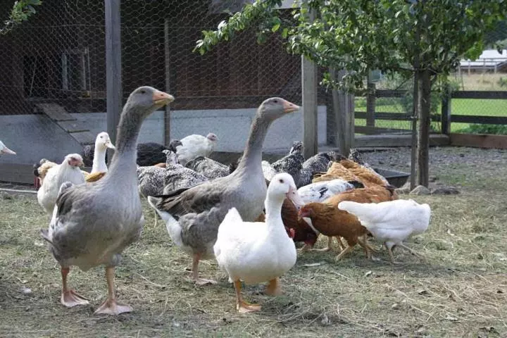 田舎風ホテル Agriturismo Casa Al Campo