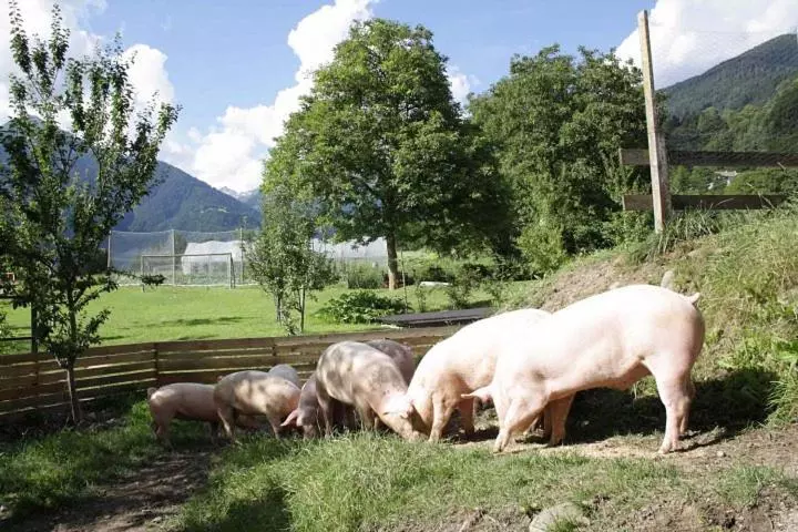 田舎風ホテル Agriturismo Casa Al Campo