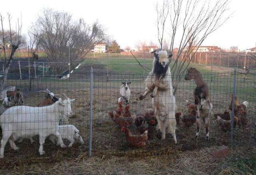 فندق ريفى Agriturismo Quadrifoglio Relax