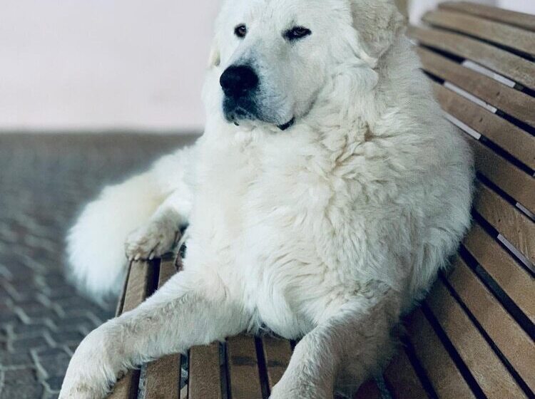 فندق ريفى Fattoria Lucciano