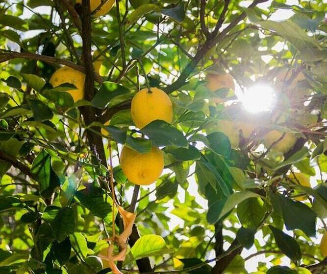 فندق ريفى Agriturismo La Limonaia