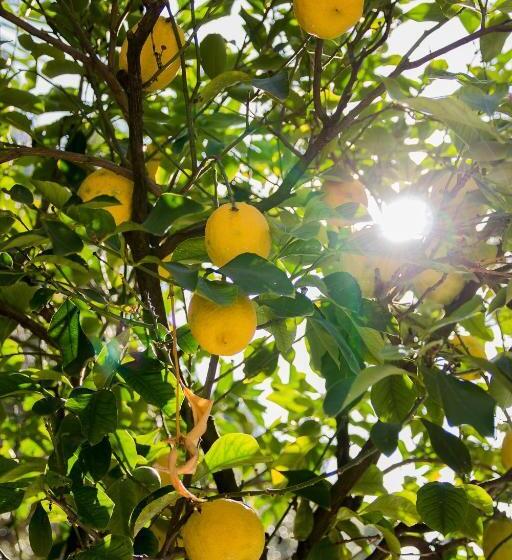 فندق ريفى Agriturismo La Limonaia