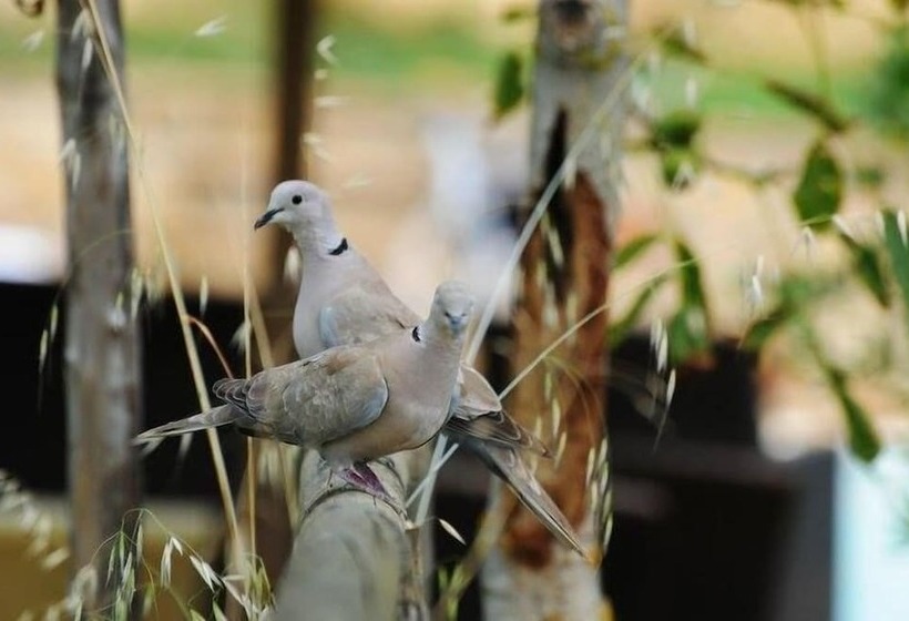 בית מלון כפרי Agriturismo Castello Di Bucignano