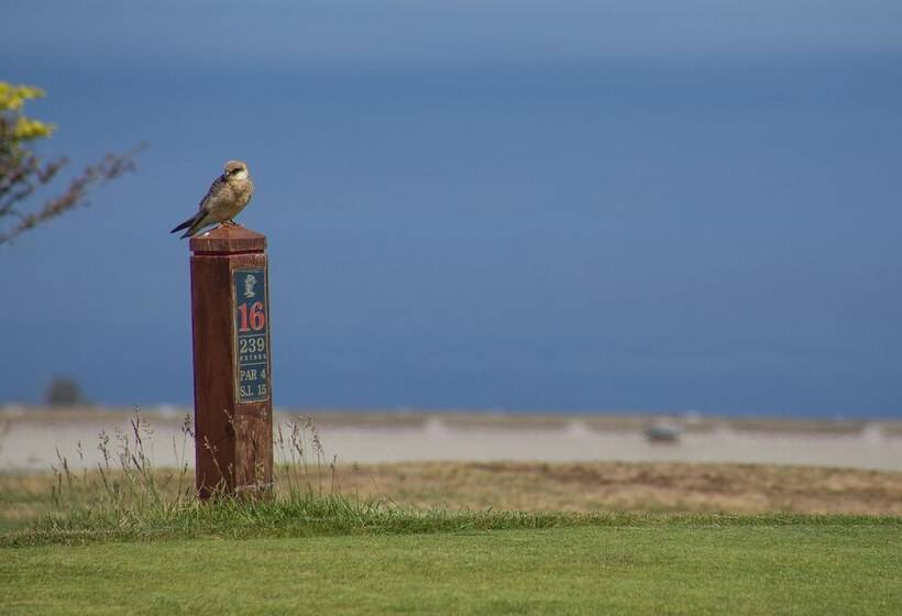 Balancal Apartments And Villas Palheiro Village