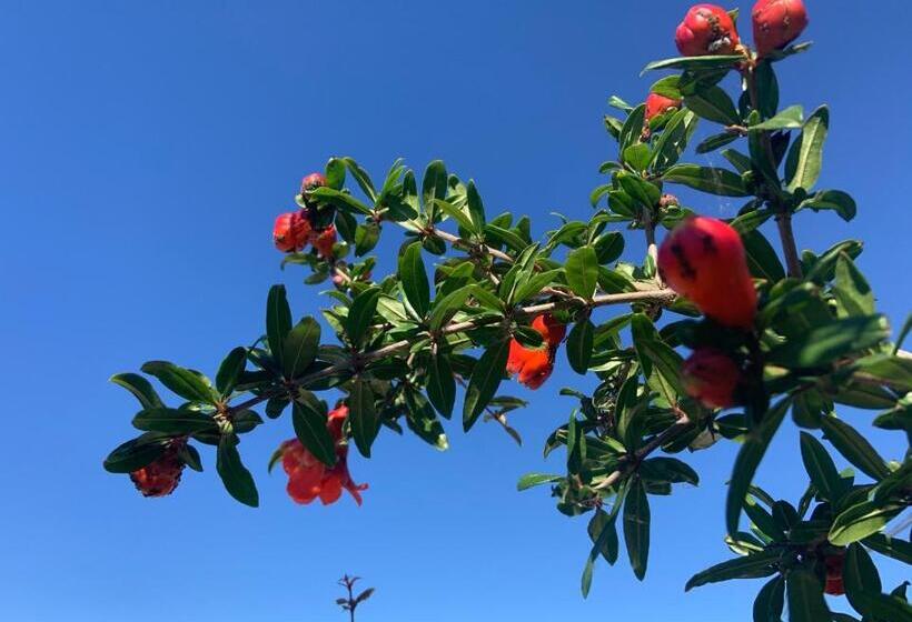 渡假胜地  Controvento