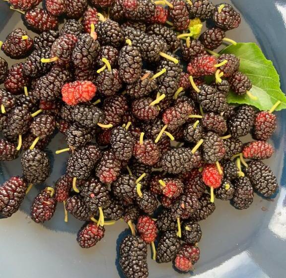 渡假胜地  Controvento