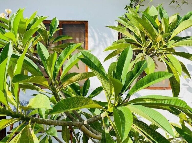 ホテル Babalao Bungalows