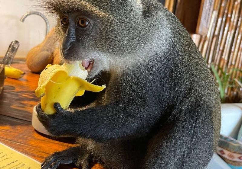 ホテル Babalao Bungalows