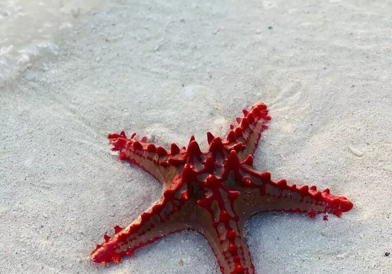 ホテル Babalao Bungalows