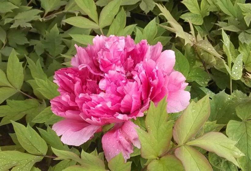 فندق 7days Inn Longmen Grottoes Of Luoyang Kaiyuan Avenue