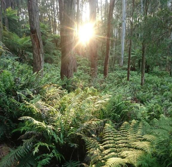 בית מלון כפרי Carinya Park