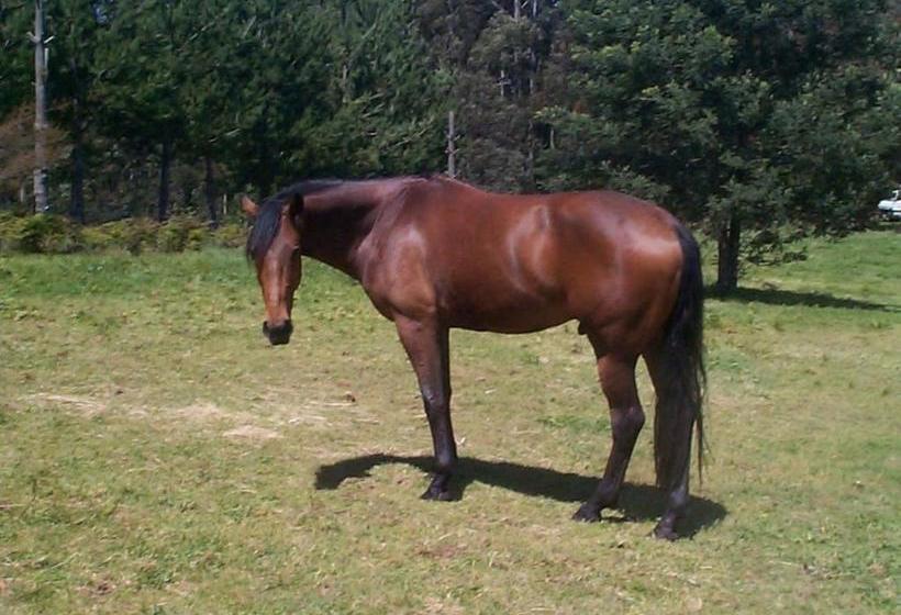 בית מלון כפרי Carinya Park