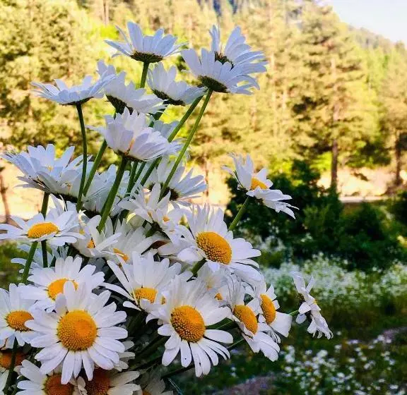 Pension Nizharadze's Tower