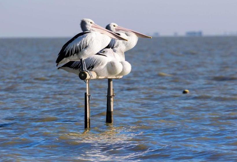 ペンション Pelican Perch Retreat